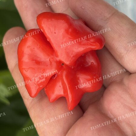 Томат Перец острый БРАЗИЛЬСКАЯ МОРСКАЯ ЗВЕЗДА (Brazilian Starfish)