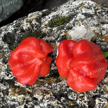 Томат Перец острый БРАЗИЛЬСКАЯ МОРСКАЯ ЗВЕЗДА (Brazilian Starfish)