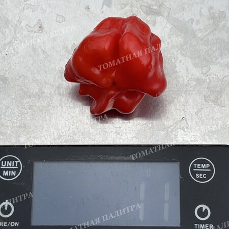 Томат Перец острый БРАЗИЛЬСКАЯ МОРСКАЯ ЗВЕЗДА (Brazilian Starfish)