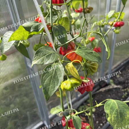 Томат Перец острый БРАЗИЛЬСКАЯ МОРСКАЯ ЗВЕЗДА (Brazilian Starfish)