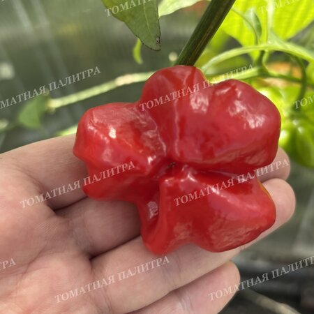 Томат Перец острый БРАЗИЛЬСКАЯ МОРСКАЯ ЗВЕЗДА (Brazilian Starfish)