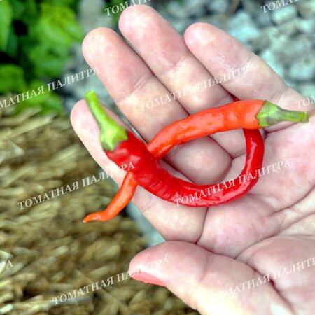 Томат Перец острый ГИПНОЗ (Hypnos), Бразилия