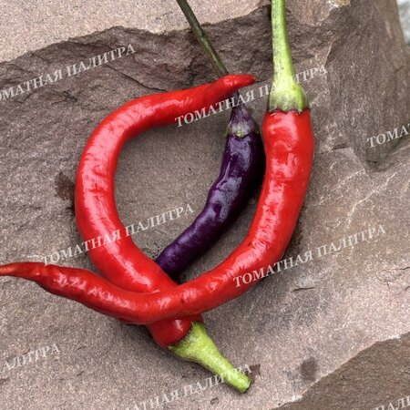 Томат Перец острый ГИПНОЗ (Hypnos), Бразилия