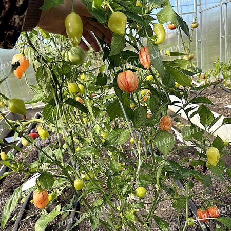 Томат Перец острый ПЕППА ПИЧ СТРАЙПЕЙ (Peppa Peach Stripey)