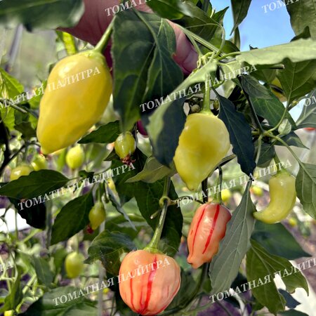 Томат Перец острый ПЕППА ПИЧ СТРАЙПЕЙ (Peppa Peach Stripey)