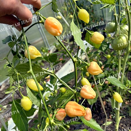 Томат Перец острый ПЕППА ПИЧ СТРАЙПЕЙ (Peppa Peach Stripey)