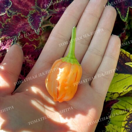 Томат Перец острый ПЕППА ПИЧ СТРАЙПЕЙ (Peppa Peach Stripey)