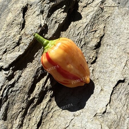 Томат Перец острый ПЕППА ПИЧ СТРАЙПЕЙ (Peppa Peach Stripey)