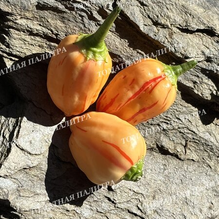 Томат Перец острый ПЕППА ПИЧ СТРАЙПЕЙ (Peppa Peach Stripey)