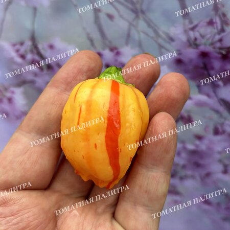 Томат Перец острый ПЕППА ПИЧ СТРАЙПЕЙ (Peppa Peach Stripey)