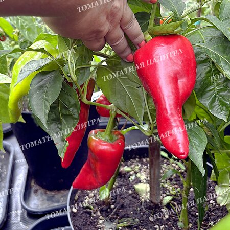 Томат Перец острый ФАЛУДИ (Faludi), Венгрия.