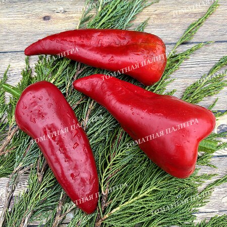 Томат Перец острый ФАЛУДИ (Faludi), Венгрия.