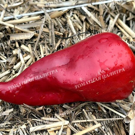 Томат Перец острый ФАЛУДИ (Faludi), Венгрия.