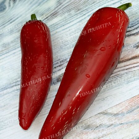 Томат Перец острый ХАЛАПЕНЬО ХАЛАФУЭГО (Jalapeno Jalafuego)