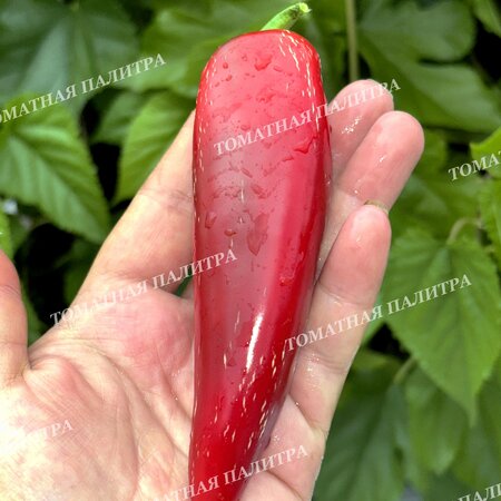 Томат Перец острый ХАЛАПЕНЬО ХАЛАФУЭГО (Jalapeno Jalafuego)