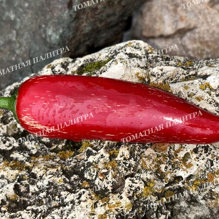 Томат Перец острый ХАЛАПЕНЬО ХАЛАФУЭГО (Jalapeno Jalafuego)