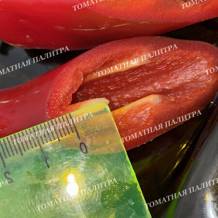 Томат Перец острый ХАЛАПЕНЬО ХАЛАФУЭГО (Jalapeno Jalafuego)