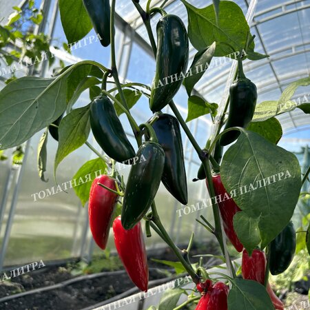 Томат Перец острый ХАЛАПЕНЬО ХАЛАФУЭГО (Jalapeno Jalafuego)