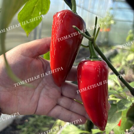 Томат Перец острый ХАЛАПЕНЬО ХАЛАФУЭГО (Jalapeno Jalafuego)