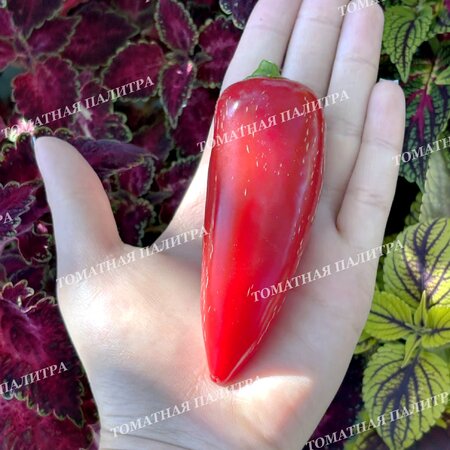 Томат Перец острый ХАЛАПЕНЬО ХАЛАФУЭГО (Jalapeno Jalafuego)