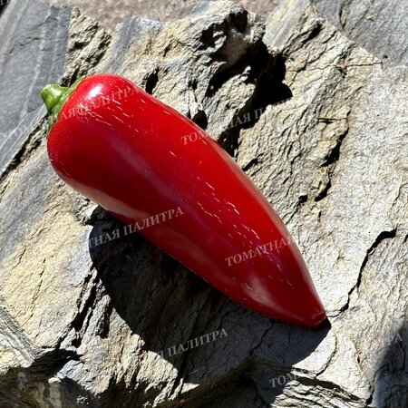 Томат Перец острый ХАЛАПЕНЬО ХАЛАФУЭГО (Jalapeno Jalafuego)