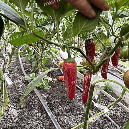 Томат Перец острый ХАЛАПЕНЬО ХАЛАФУЭГО (Jalapeno Jalafuego)