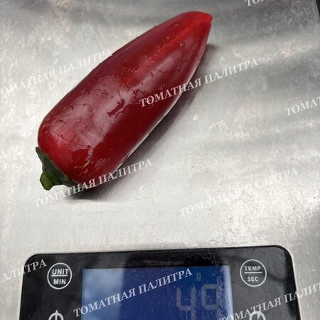 Томат Перец острый ХАЛАПЕНЬО ХАЛАФУЭГО (Jalapeno Jalafuego)