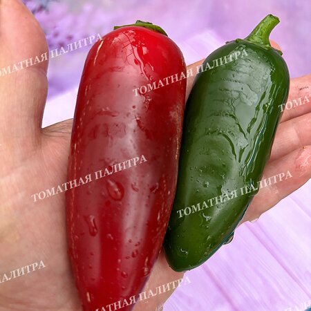 Томат Перец острый ХАЛАПЕНЬО ХАЛАФУЭГО (Jalapeno Jalafuego)