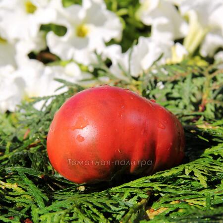 Томат Гном Борония (Dwarf Boronia), Австралия