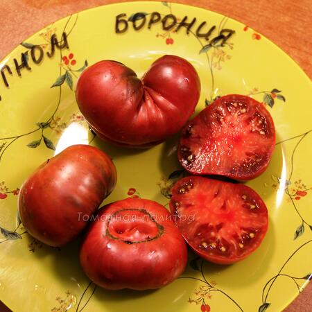 Томат Гном Борония (Dwarf Boronia), Австралия