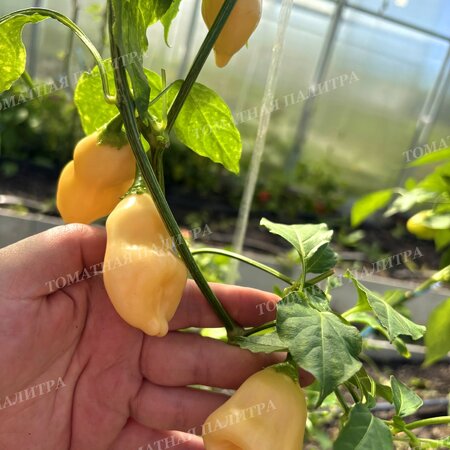 Томат Острый перец ПИЧ КУПИДС БОУ (Peach Cupid's Bow), Австралия.