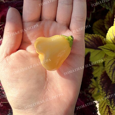 Томат Острый перец ПИЧ КУПИДС БОУ (Peach Cupid's Bow), Австралия.