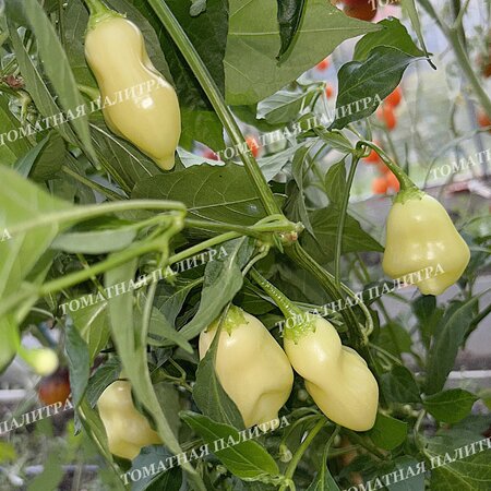 Томат Острый перец ПИЧ КУПИДС БОУ (Peach Cupid's Bow), Австралия.