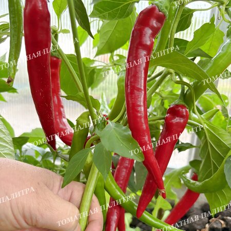 Томат Перец острый СЕВЕРНЫЙ (усл).