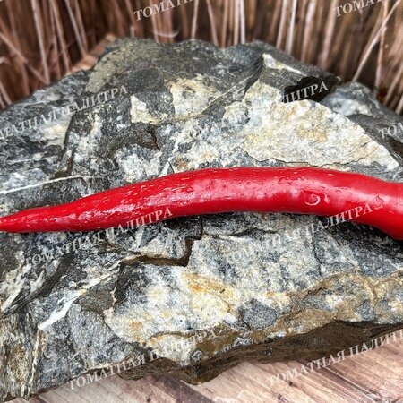 Томат Перец острый СЕВЕРНЫЙ (усл).