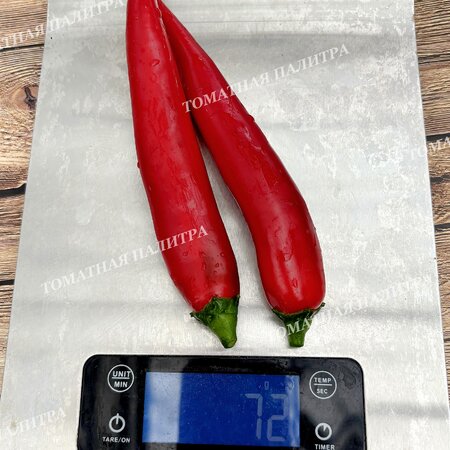 Томат Перец острый СЕВЕРНЫЙ (усл).