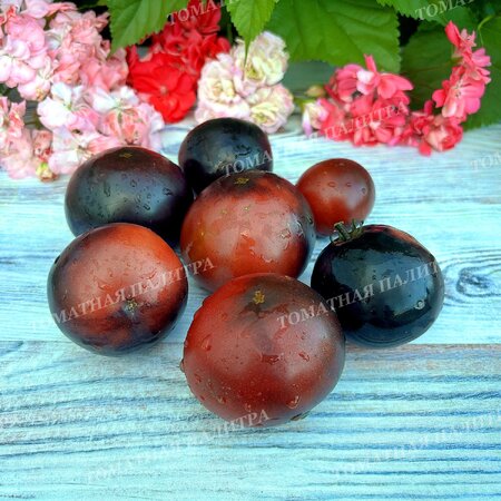 Томат ГНОМ ГОНДВАНА ГРОМ (Dwarf Gondwana Thunder), Австралия