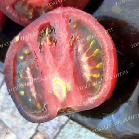 Томат ГНОМ ГОНДВАНА ГРОМ (Dwarf Gondwana Thunder), Австралия