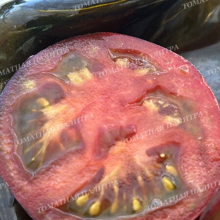 Томат ГНОМ ГОНДВАНА ГРОМ (Dwarf Gondwana Thunder), Австралия