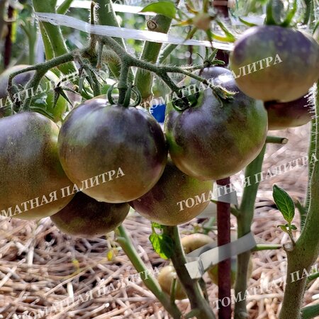 Томат ГНОМ ГОНДВАНА ГРОМ (Dwarf Gondwana Thunder), Австралия