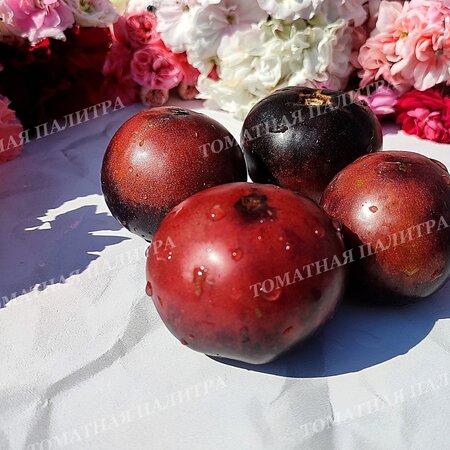 Томат ГНОМ ГОНДВАНА ГРОМ (Dwarf Gondwana Thunder), Австралия