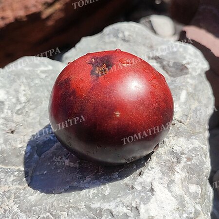 Томат ГНОМ ГОНДВАНА ГРОМ (Dwarf Gondwana Thunder), Австралия