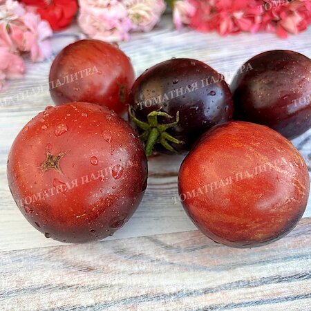 Томат ГНОМ ГОНДВАНА ЛАВА (Dwarf Gondwana Lava), Австралия.