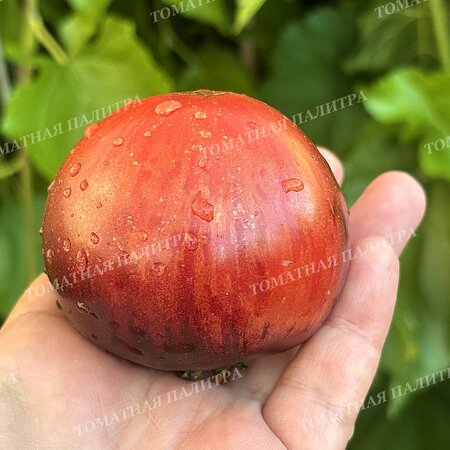 Томат ГНОМ ГОНДВАНА ЛАВА (Dwarf Gondwana Lava), Австралия.