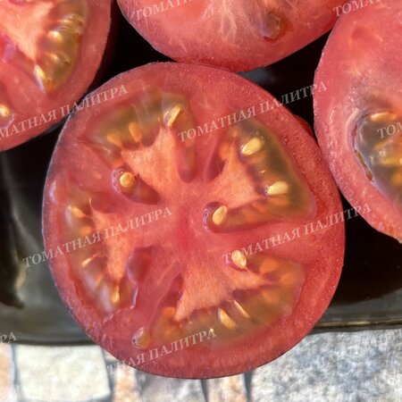 Томат ГНОМ ГОНДВАНА ЛАВА (Dwarf Gondwana Lava), Австралия.