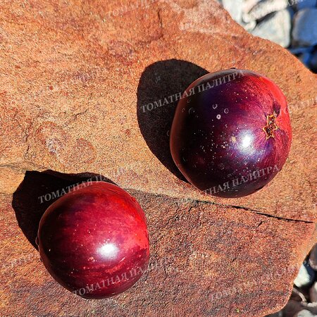 Томат ГНОМ ГОНДВАНА ЛАВА (Dwarf Gondwana Lava), Австралия.