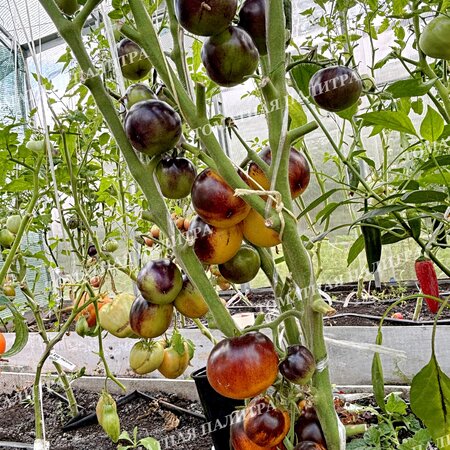 Томат ГНОМ ГОНДВАНА ЛУНА (Dwarf Gondwana Moon), Австралия.