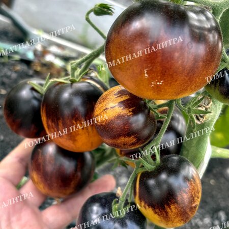 Томат ГНОМ ГОНДВАНА ЛУНА (Dwarf Gondwana Moon), Австралия.