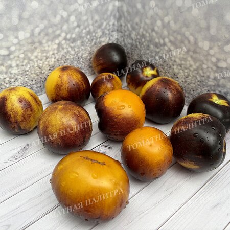 Томат ГНОМ ГОНДВАНА ЛУНА (Dwarf Gondwana Moon), Австралия.