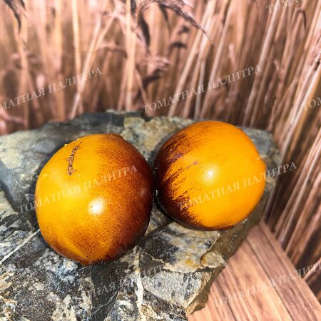 Томат ГНОМ ГОНДВАНА ЛУНА (Dwarf Gondwana Moon), Австралия.